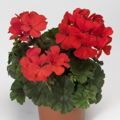 Calliope® Landscape Orange